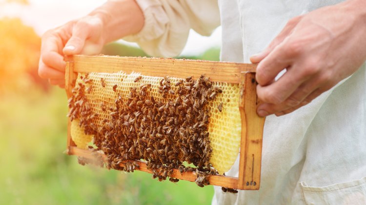 Faydası da Sahtesi de Çok! Propolis Alırken Bunlara Dikkat!