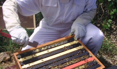 Propolisin Çeşitli Hastalıklar Üzerindeki Etkisi