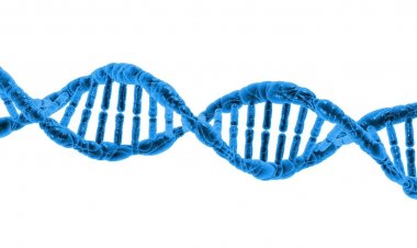 Besin İhtiyacımızı DNA Yapımız Belirliyor