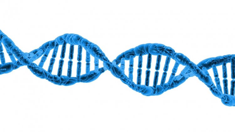 Besin İhtiyacımızı DNA Yapımız Belirliyor