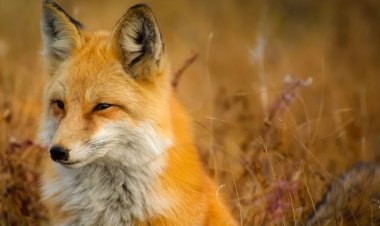 Covid Sandılar Gerçek Başka Çıktı! Tilkiden Bulaştı, Karaciğerine Yayıldı