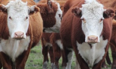 Kurban Bayramı'nda Yaralanmalara Karşı Alınması Gereken Tedbirler