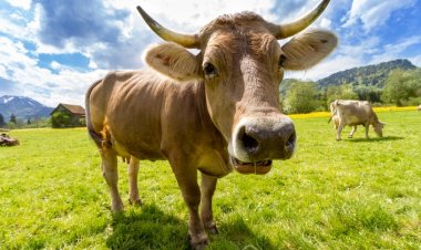 Kurban Etlerini Dinlendirmeden Tüketmeyin