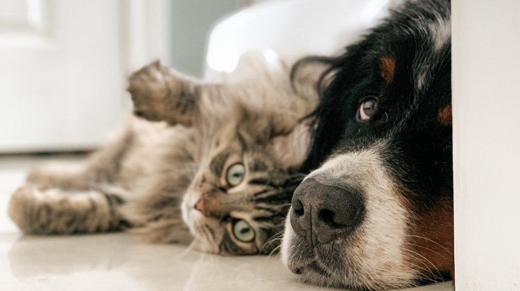 Kedi ve Köpeklerde Kök Hücre Tedavisinde Yüzde 80 Başarı Şansı