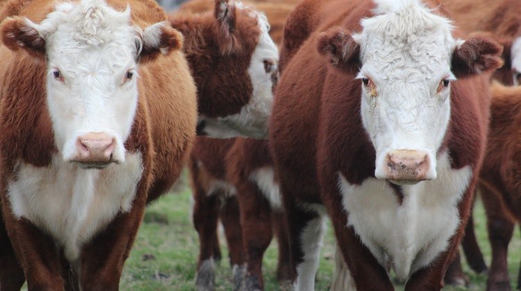 Kurban Bayramı'nda Yaralanmalara Karşı Alınması Gereken Tedbirler