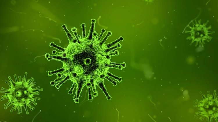 Marburg Virüsü Nedir? Marburg Virüsü Nasıl Bulaşır?
