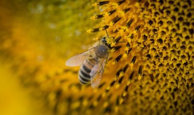 Arı Sokunca Ne Yapmak Gerekir? 5 Adıma Dikkat