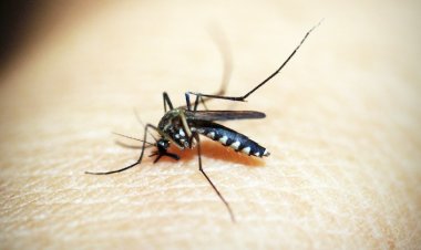 İstanbul'da Zika Virüsü Tehlikesi: Sivrisinek Isırığı Neden Oluyor