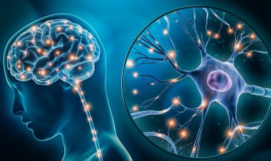 Sağlıklı Toplum Reçetesi: İyi Korunmuş ve Sağlıklı Bir Beyin