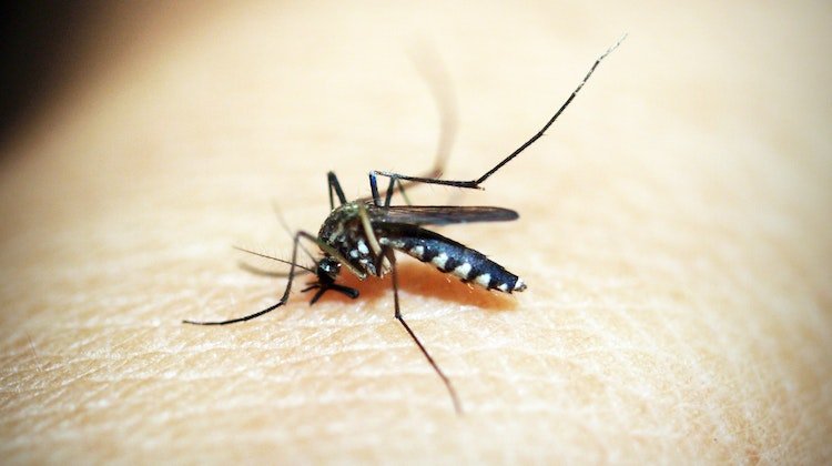 İstanbul'da Zika Virüsü Tehlikesi: Sivrisinek Isırığı Neden Oluyor