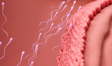 Sperm ve Yumurta Olmadan İnsan Embriyosu Modeli Geliştirildi