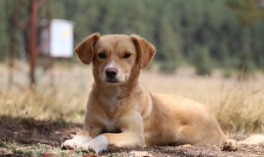 Kuduz Hastalığı, Dünyada Her 10 Dakikada Bir Can Alıyor