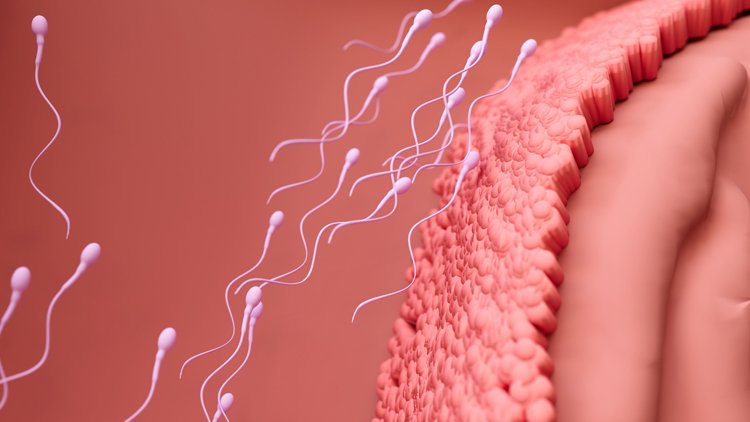 Sperm ve Yumurta Olmadan İnsan Embriyosu Modeli Geliştirildi