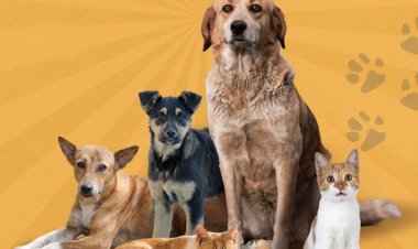 Migros'tan Sokak Hayvanları İçin 4.423 Ton Gıda Bağışı