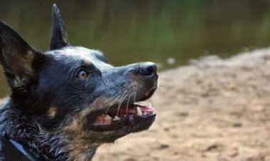 Kuduz Riskli Temasa Maruz Kalan Kişi Ne Yapmalı?