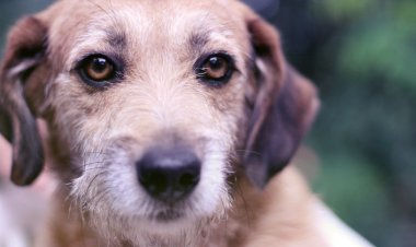 Barolar ve Gönüllülerden Barınak Katliamı Açıklaması