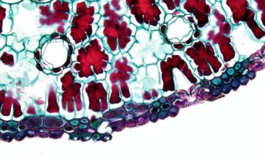 İnsanın Yaşam Süresiyle Bağlantılı Gen Bulundu