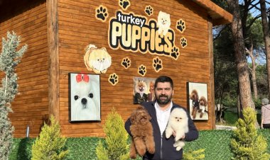 Kaçak Yollarla Getirilen Köpekler Sağlık Sorunları Yaşıyor