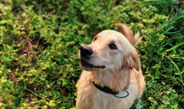 Hayvan Sahiplenmeden Önce Bu Soruları Kendinize Mutlaka Sorun