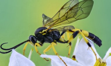 ÇİSİP'ten Pestisit İçin Eylem Planı Çağrısı