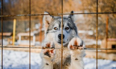 Hayvanlar Depremleri Önceden Sezebilir mi?