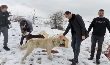 Depremden Etkilenen Can Dostlarımız İçin Çalışıyorlar