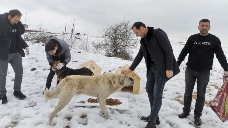 Depremden Etkilenen Can Dostlarımız İçin Çalışıyorlar