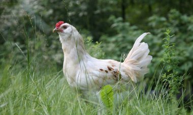 Afyonkarahisar ve Denizli'de Kuş Gribi Alarmı