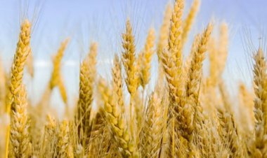 Bayer'den Sürdürülebilir Buğday Üretimine Destek