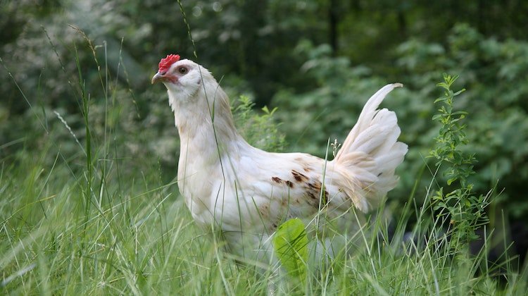 Afyonkarahisar ve Denizli'de Kuş Gribi Alarmı