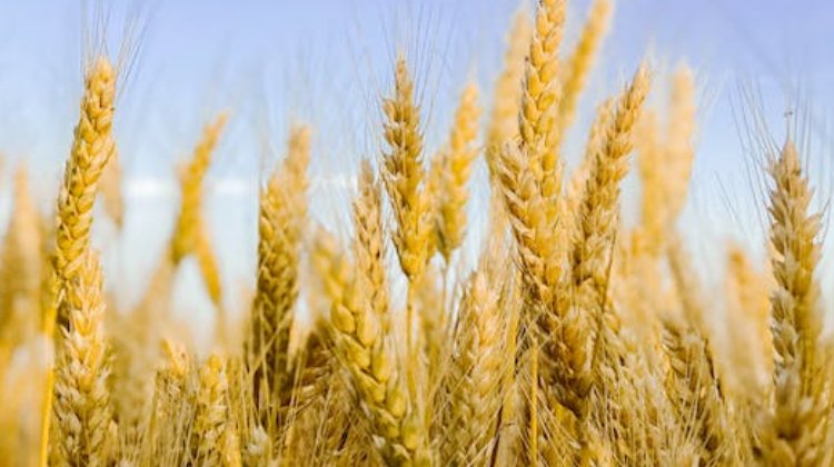 Bayer'den Sürdürülebilir Buğday Üretimine Destek