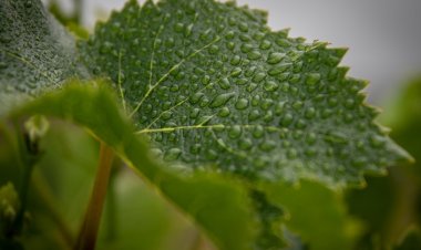 Stres Altındaki Bitkilerin Ağladığı Ortaya Çıktı