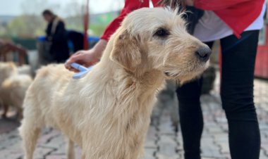 Royal Canin Ekibi, Kurtaran Ev’de Gönüllü Çalıştı