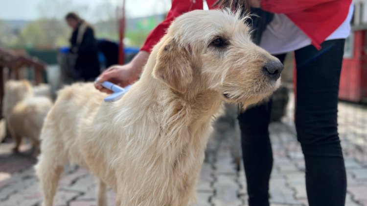 Royal Canin Ekibi, Kurtaran Ev’de Gönüllü Çalıştı