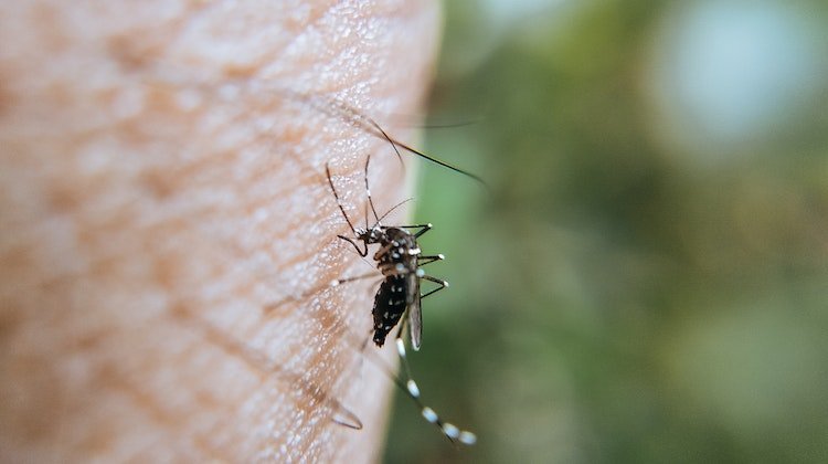Sivrisinek Isırığı Sonrası Görülen Ateşe Dikkat! Sıtma İşareti Olabilir