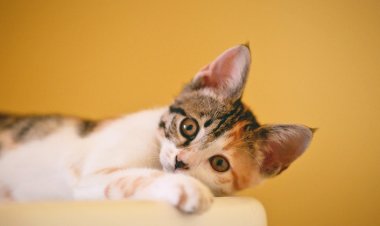 Boehringer Ingelheım, 2023’ü Kedi Yılı İlan Etti