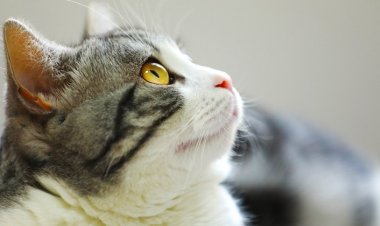 Evcil Hayvan Sahiplerine Müjde! Kedi Alerjisini Azaltan Mama Umut Olacak