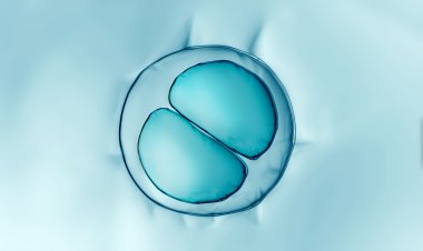 Tüp Bebekte Başarıyı Etkileyen 10 Faktör