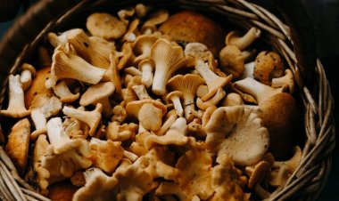 Mantar Zehirlenmesi Hakkındaki Bu Bilgiler Hayat Kurtarıyor