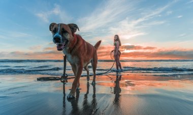 Evcil Dostunuzun da Yanınızda Olduğu Bir Tatil Hayal Değil