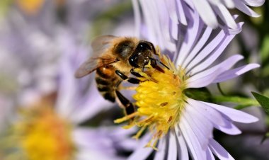 Arı Sokma Riskini Azaltacak Tedbirler