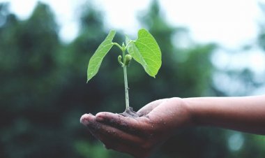 Bitki Yetiştirmek Bu Hastalıklara İyi Geliyor