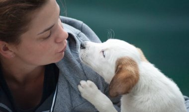 Yaz Aylarında Evcil Hayvan Bakımı İçin 10 İpucu!