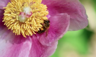 Bahar Alerjisi Astıma Dönüşmesin! İşte Bahar Alerjisine Karşı 10 Öneri!