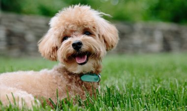 Köpekleri Sık Yıkamak Mantar Enfeksiyonuna Neden Oluyor