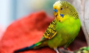 Evde Kuş Besleyenler İçin Sonbaharda Kuş Bakımı İpuçları